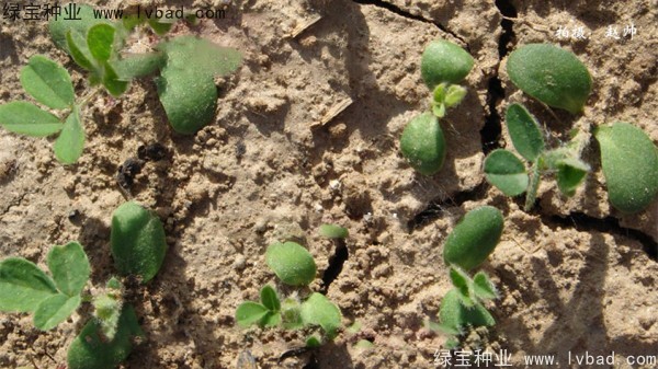 黃芪<a href='http://www.wuzhouwash.com/' target='_blank'>種子</a>