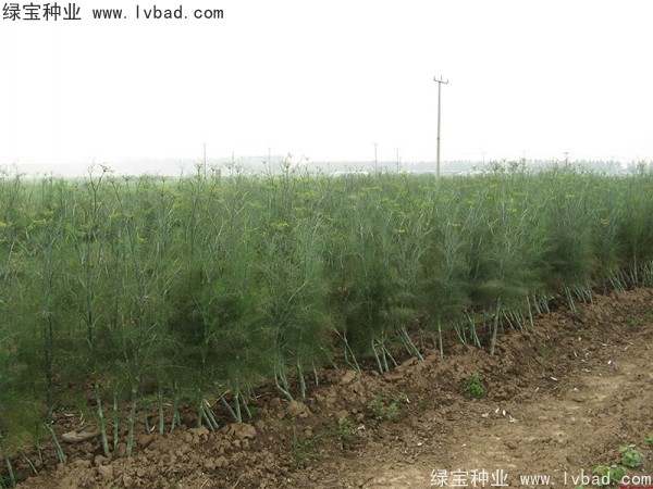 <a href='http://www.wuzhouwash.com/yaocaizhongzi/2354.html' target='_blank'>茴香種子</a>