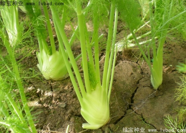 茴香<a href='http://www.wuzhouwash.com/' target='_blank'>種子</a>