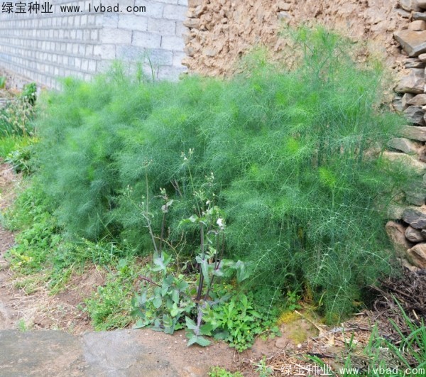 <a href='http://www.wuzhouwash.com/yaocaizhongzi/2354.html' target='_blank'>茴香種子</a>