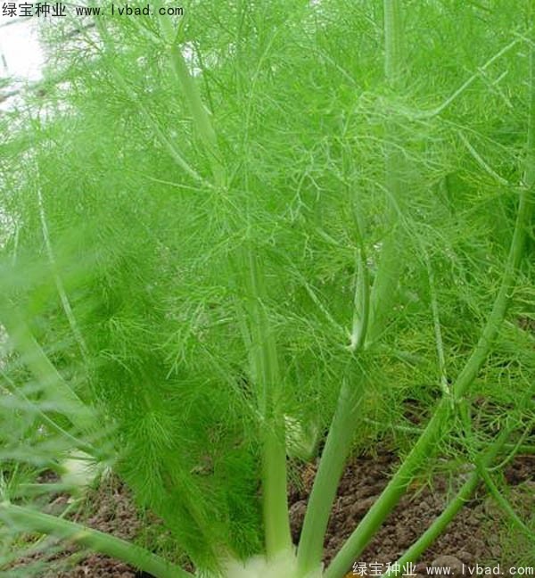 茴香<a href='http://www.wuzhouwash.com/' target='_blank'>種子</a>