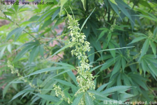 <a href='http://www.wuzhouwash.com/yaocaizhongzi/2355.html' target='_blank'>火麻</a><a href='http://www.wuzhouwash.com/' target='_blank'>種子</a>