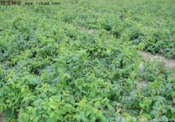 金銀花<a href='http://www.wuzhouwash.com/' target='_blank'>種子</a>