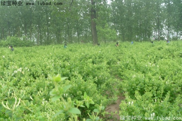 <a href='http://www.wuzhouwash.com/yaocaizhongzi/2356.html' target='_blank'>金銀花</a><a href='http://www.wuzhouwash.com/' target='_blank'>種子</a>