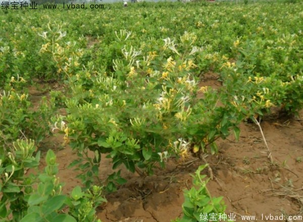<a href='http://www.wuzhouwash.com/yaocaizhongzi/2356.html' target='_blank'>金銀花種子</a>