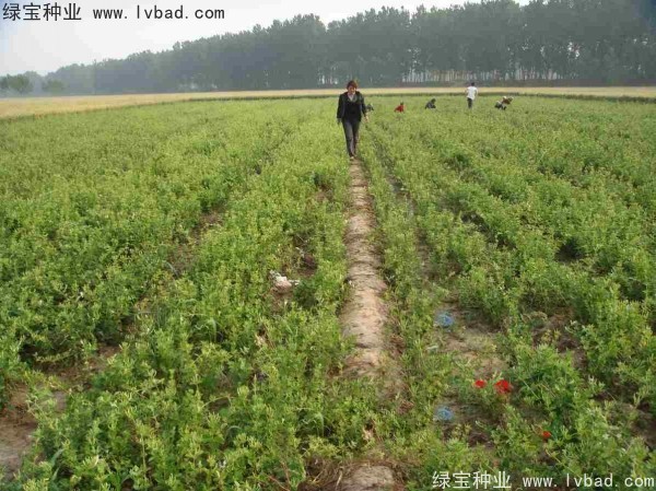 金銀花<a href='http://www.wuzhouwash.com/' target='_blank'>種子</a>