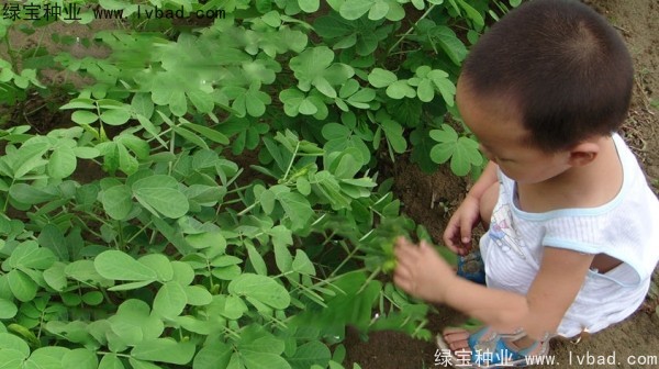 <a href='http://www.wuzhouwash.com/yaocaizhongzi/2357.html' target='_blank'>決明子種子</a>