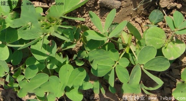 <a href='http://www.wuzhouwash.com/yaocaizhongzi/2357.html' target='_blank'>決明子種子</a>