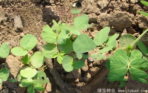 決明子<a href='http://www.wuzhouwash.com/' target='_blank'>種子</a>