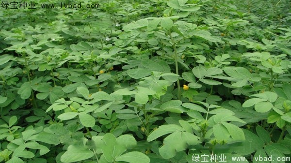 <a href='http://www.wuzhouwash.com/yaocaizhongzi/2357.html' target='_blank'>決明子</a><a href='http://www.wuzhouwash.com/' target='_blank'>種子</a>