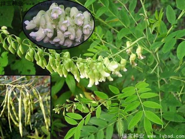 苦參種子