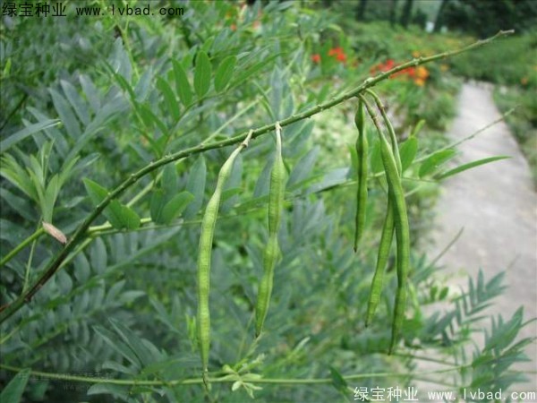 <a href='http://www.wuzhouwash.com/yaocaizhongzi/2358.html' target='_blank'>苦參種子</a>