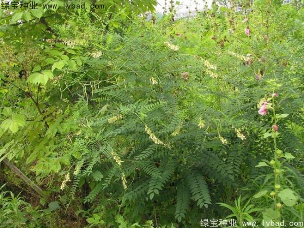 苦參<a href='http://www.wuzhouwash.com/' target='_blank'>種子</a>