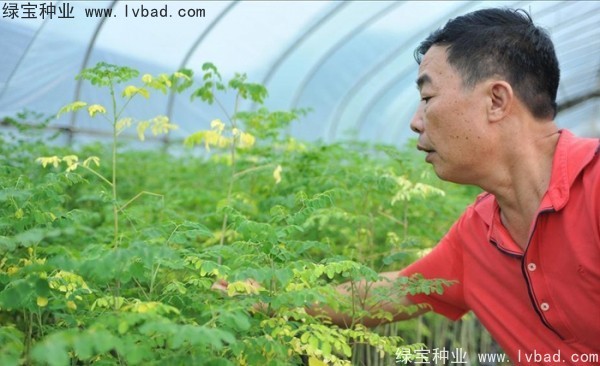 <a href='http://www.wuzhouwash.com/yaocaizhongzi/2359.html' target='_blank'>辣木樹種子</a>