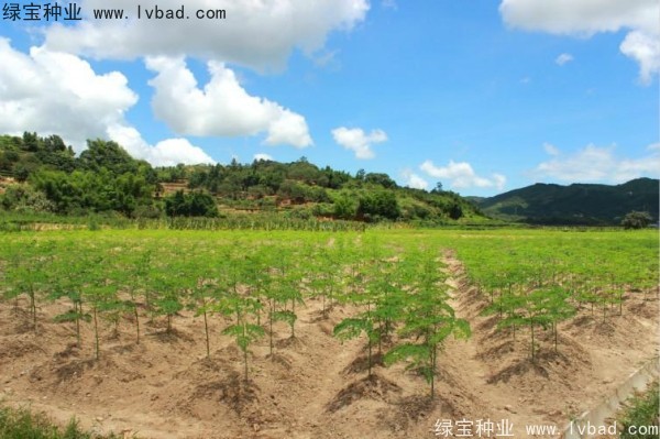 辣木樹<a href='http://www.wuzhouwash.com/' target='_blank'>種子</a>