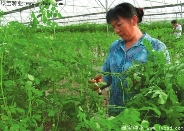 <a href='http://www.wuzhouwash.com/yaocaizhongzi/2359.html' target='_blank'>辣木樹種子</a>