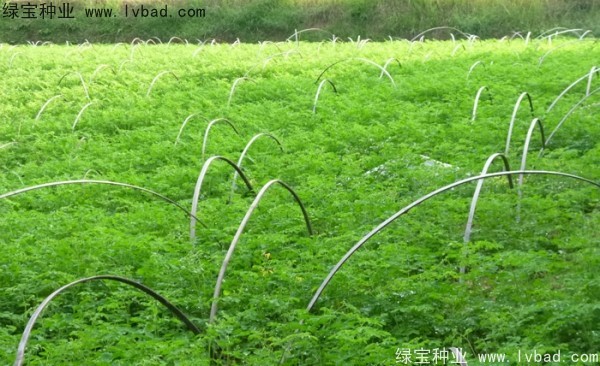 辣木樹種子