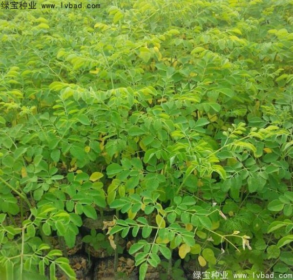 辣木樹<a href='http://www.wuzhouwash.com/' target='_blank'>種子</a>