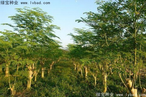 辣木樹種子