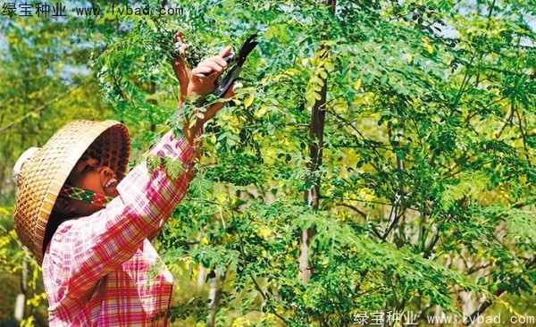 <a href='http://www.wuzhouwash.com/yaocaizhongzi/2359.html' target='_blank'>辣木樹種子</a>