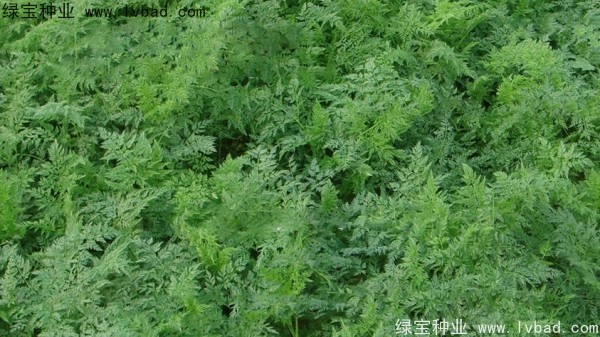 <a href='http://www.wuzhouwash.com/yaocaizhongzi/2360.html' target='_blank'>南沙種子</a>