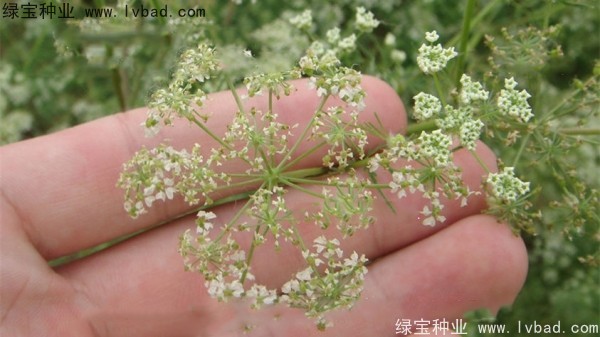 <a href='http://www.wuzhouwash.com/yaocaizhongzi/2360.html' target='_blank'>南沙種子</a>