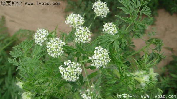 <a href='http://www.wuzhouwash.com/yaocaizhongzi/2360.html' target='_blank'>南沙種子</a>