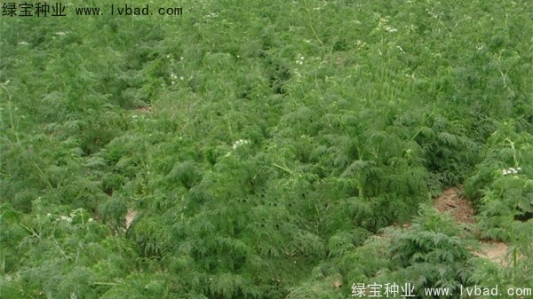 <a href='http://www.wuzhouwash.com/yaocaizhongzi/2360.html' target='_blank'>南沙</a><a href='http://www.wuzhouwash.com/' target='_blank'>種子</a>