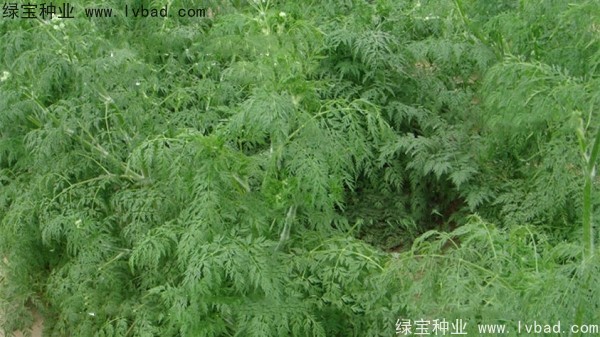 <a href='http://www.wuzhouwash.com/yaocaizhongzi/2360.html' target='_blank'>南沙</a><a href='http://www.wuzhouwash.com/' target='_blank'>種子</a>