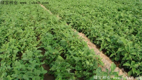 <a href='http://www.wuzhouwash.com/yaocaizhongzi/2361.html' target='_blank'>牛夕子</a><a href='http://www.wuzhouwash.com/' target='_blank'>種子</a>