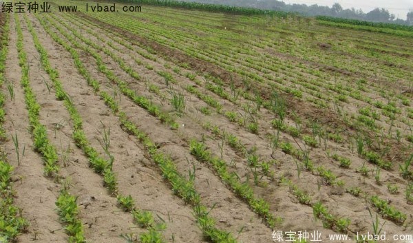 <a href='http://www.wuzhouwash.com/yaocaizhongzi/2361.html' target='_blank'>牛夕子種子</a>
