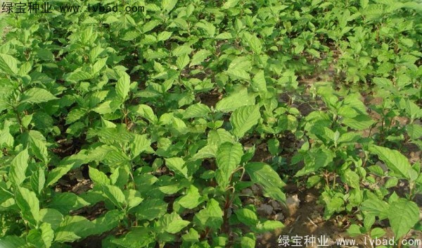 牛夕子<a href='http://www.wuzhouwash.com/' target='_blank'>種子</a>