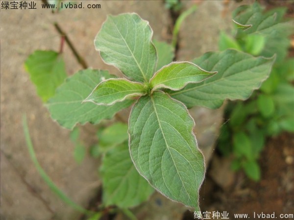 <a href='http://www.wuzhouwash.com/yaocaizhongzi/2362.html' target='_blank'>牛膝種子</a>