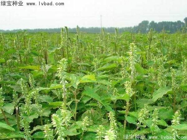 <a href='http://www.wuzhouwash.com/yaocaizhongzi/2362.html' target='_blank'>牛膝種子</a>