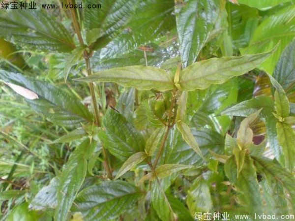 牛膝<a href='http://www.wuzhouwash.com/' target='_blank'>種子</a>