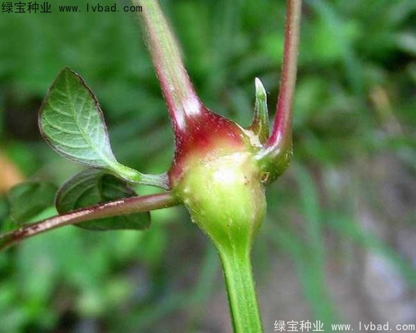 <a href='http://www.wuzhouwash.com/yaocaizhongzi/2362.html' target='_blank'>牛膝種子</a>