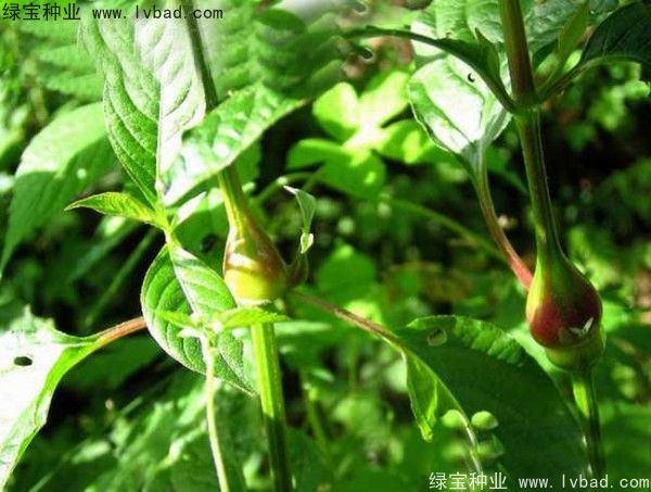 牛膝<a href='http://www.wuzhouwash.com/' target='_blank'>種子</a>