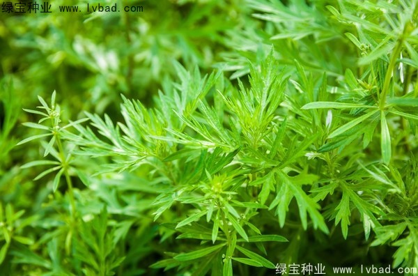 青蒿種子