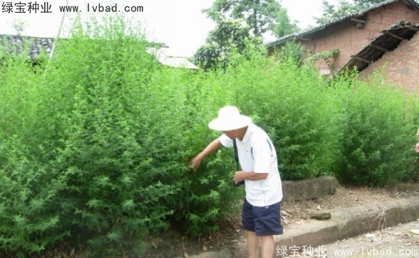 青蒿<a href='http://www.wuzhouwash.com/' target='_blank'>種子</a>