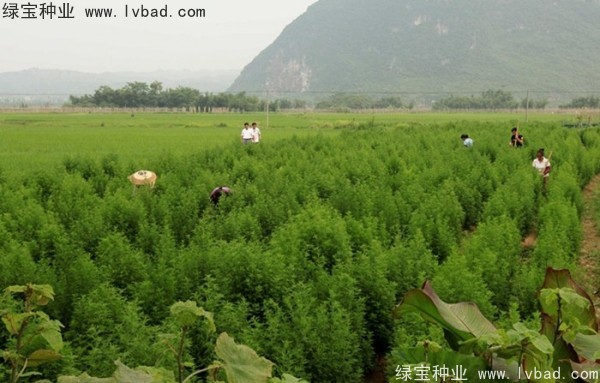 青蒿<a href='http://www.wuzhouwash.com/' target='_blank'>種子</a>
