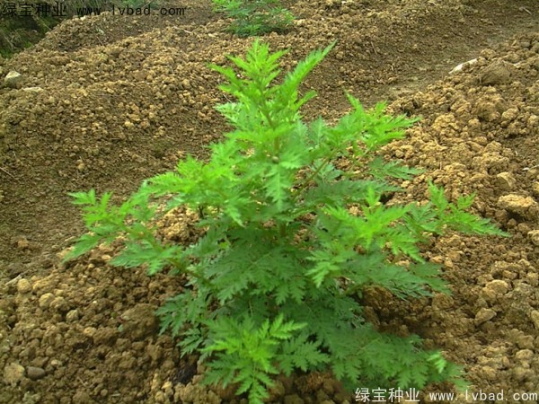 青蒿<a href='http://www.wuzhouwash.com/' target='_blank'>種子</a>