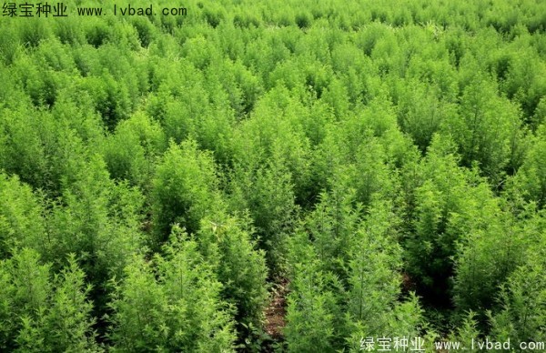 <a href='http://www.wuzhouwash.com/yaocaizhongzi/2363.html' target='_blank'>青蒿種子</a>
