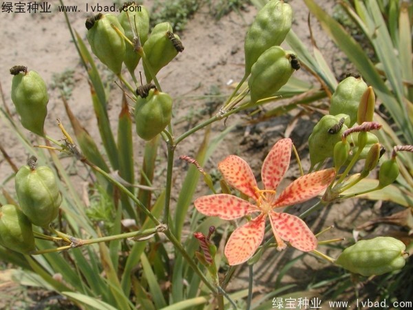 射干<a href='http://www.wuzhouwash.com/' target='_blank'>種子</a>