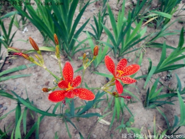 <a href='http://www.wuzhouwash.com/yaocaizhongzi/2367.html' target='_blank'>射干種子</a>
