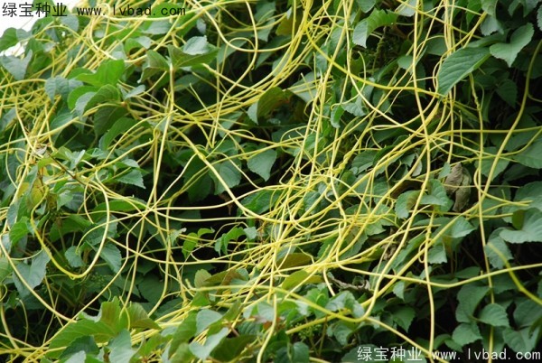 <a href='http://www.wuzhouwash.com/yaocaizhongzi/2369.html' target='_blank'>菟絲子種子</a>