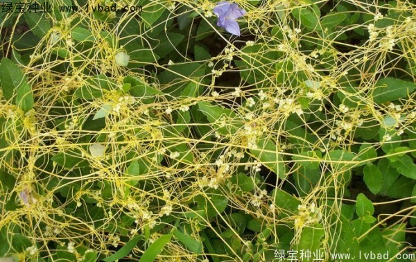 <a href='http://www.wuzhouwash.com/yaocaizhongzi/2369.html' target='_blank'>菟絲子種子</a>