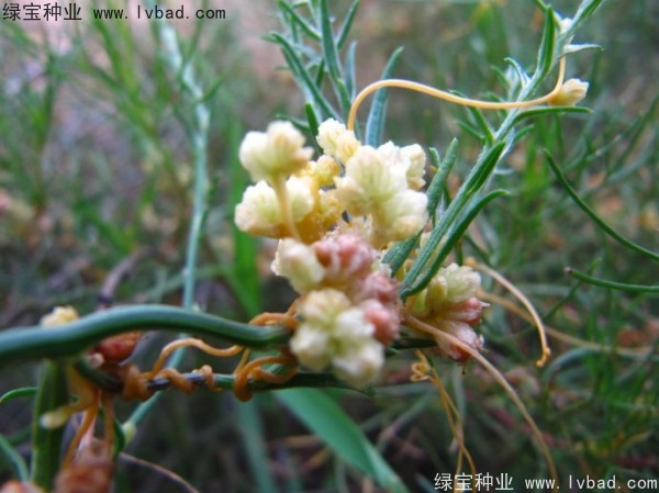 <a href='http://www.wuzhouwash.com/yaocaizhongzi/2369.html' target='_blank'>菟絲子種子</a>