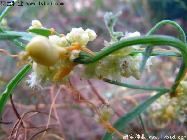 菟絲子<a href='http://www.wuzhouwash.com/' target='_blank'>種子</a>