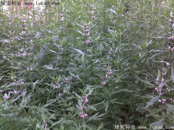 <a href='http://www.wuzhouwash.com/yaocaizhongzi/2370.html' target='_blank'>益母草種子</a>