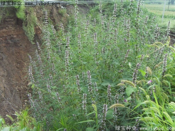 益母草<a href='http://www.wuzhouwash.com/' target='_blank'>種子</a>